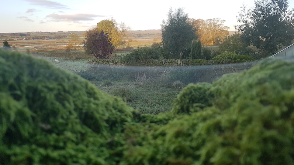 A serene morning view of Miroku no Sato's lush natural farm with gentle sunlight filtering through the trees.