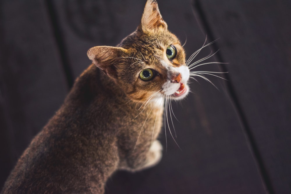 brown cat