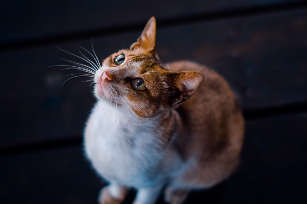 orange and white cat