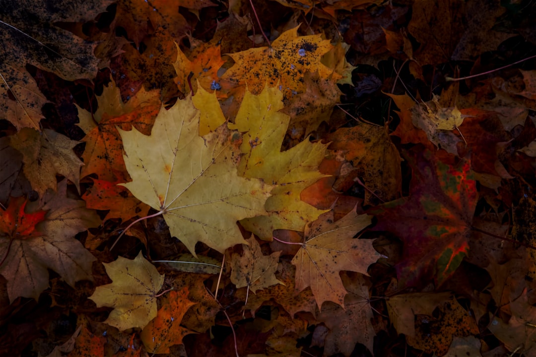 orange maple leaves