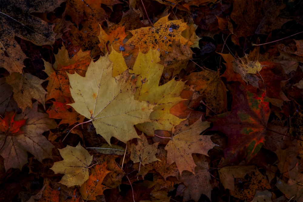 orange maple leaves