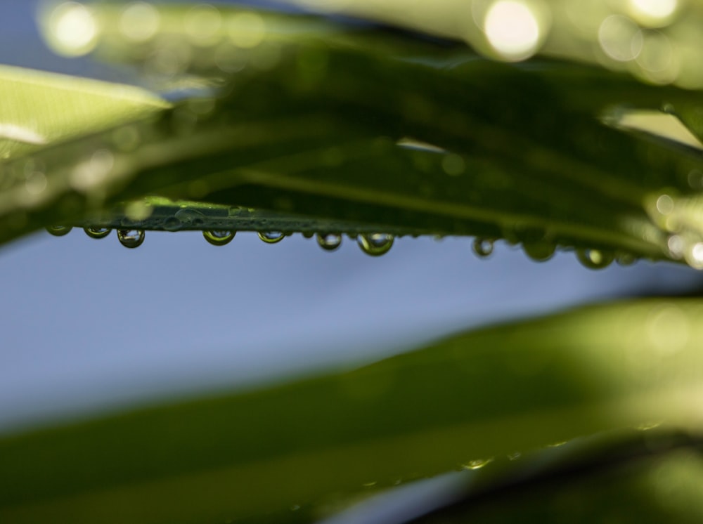 water dew on leaves