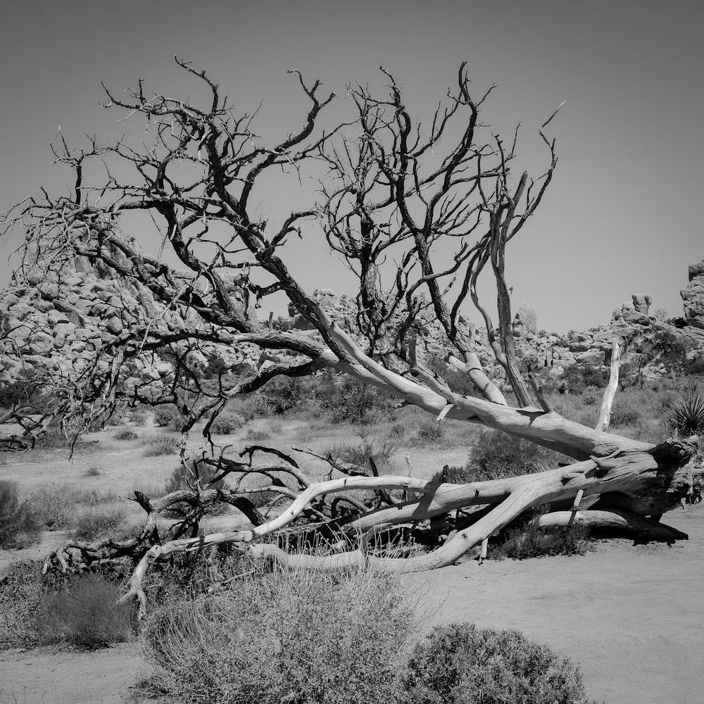 grayscale photography of bare tree