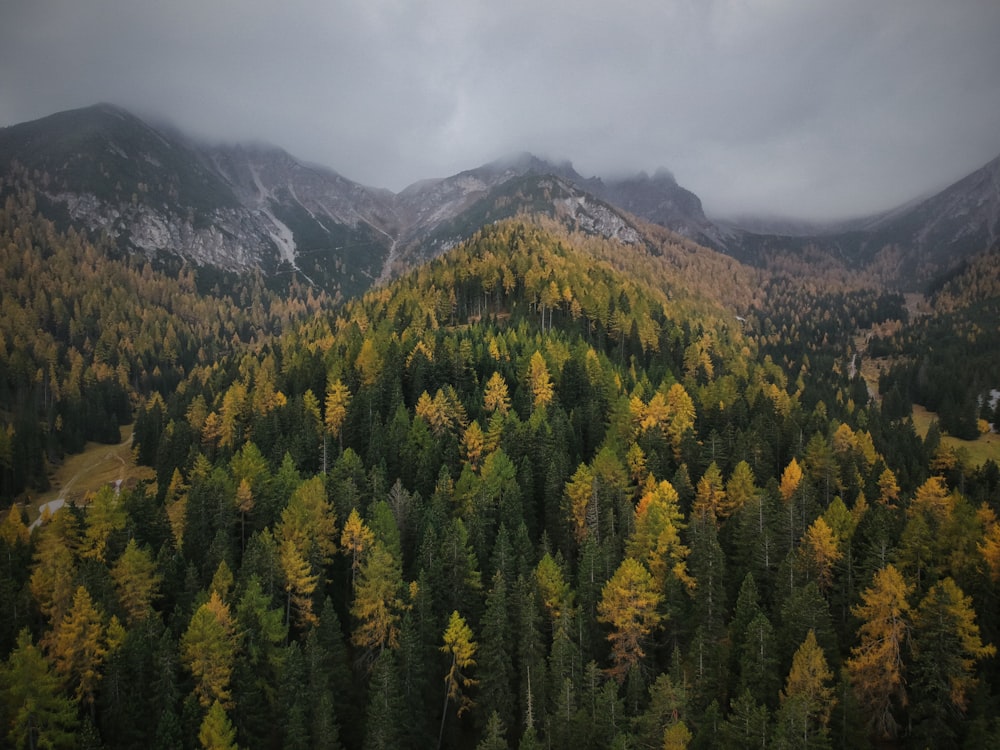 green trees on mountain under white clouds