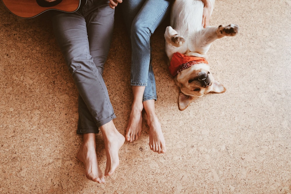 tan and white dog lying on floor