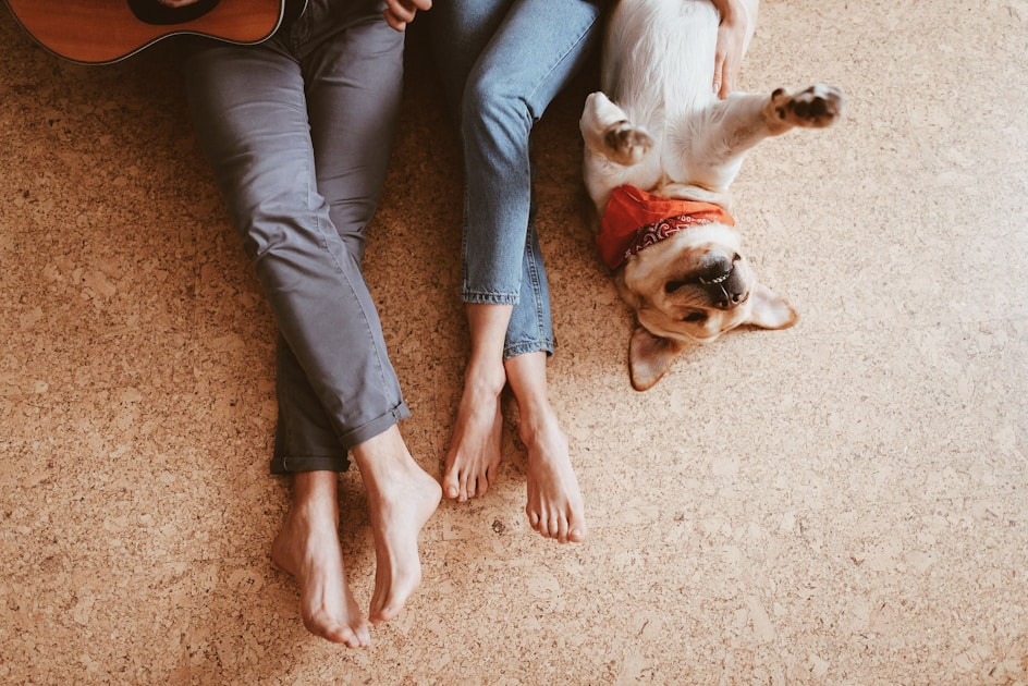 Pet Insurance Gap 2026: Vet Costs Are Up 43% — But Only 4% of Pets Are Covered