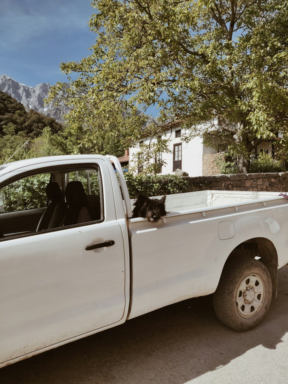 dog in parked pickup truck bed near tree