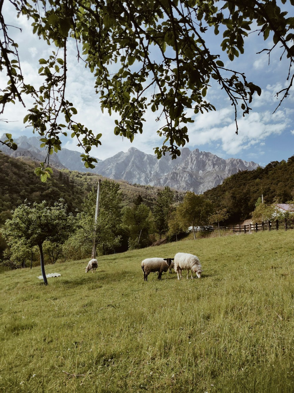 several sheep in farm