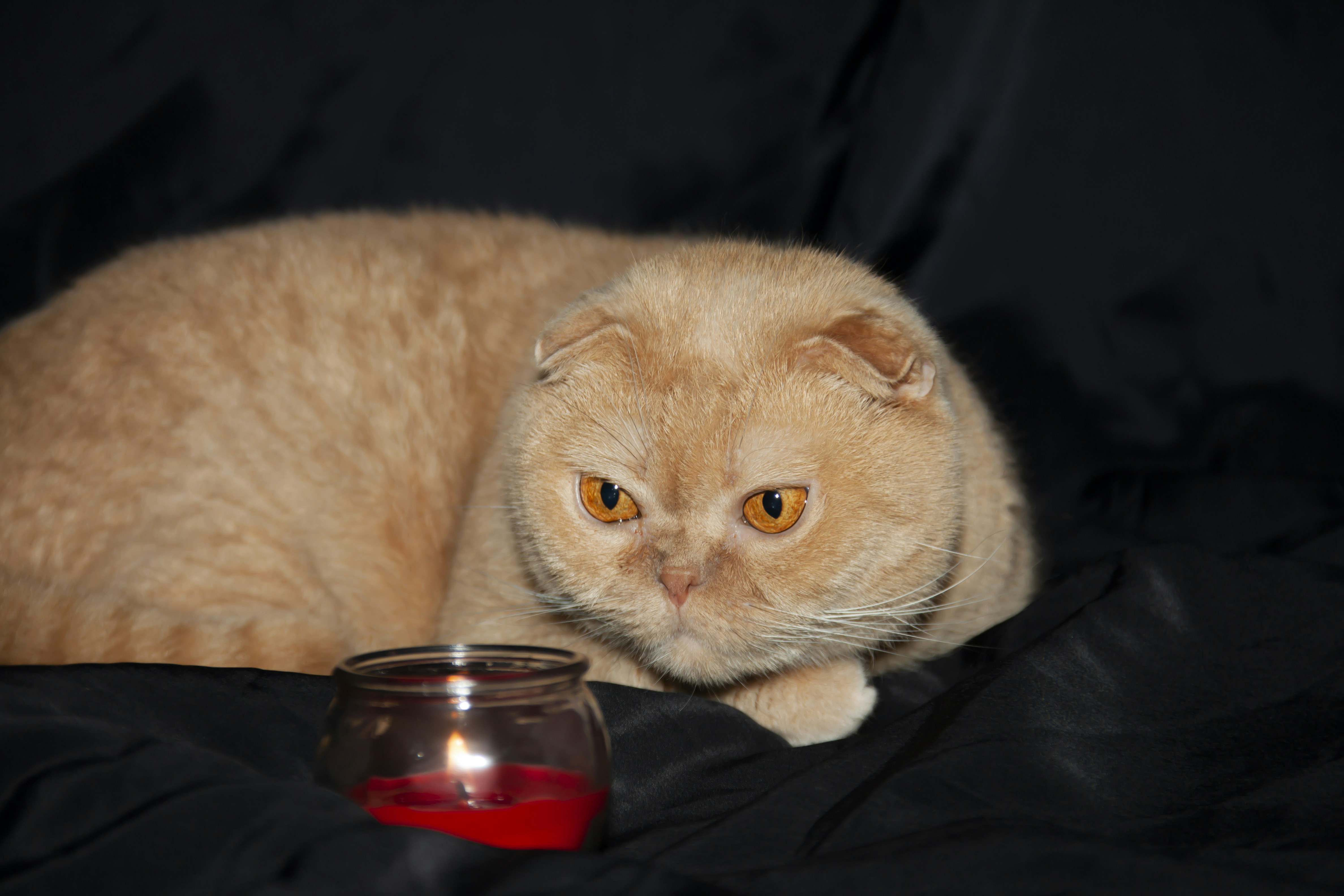 orange cat