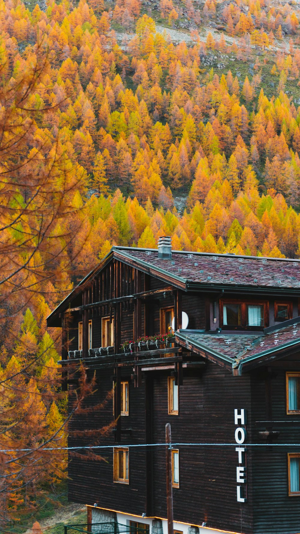 Hôtel en bois brun à côté des arbres pendant la journée