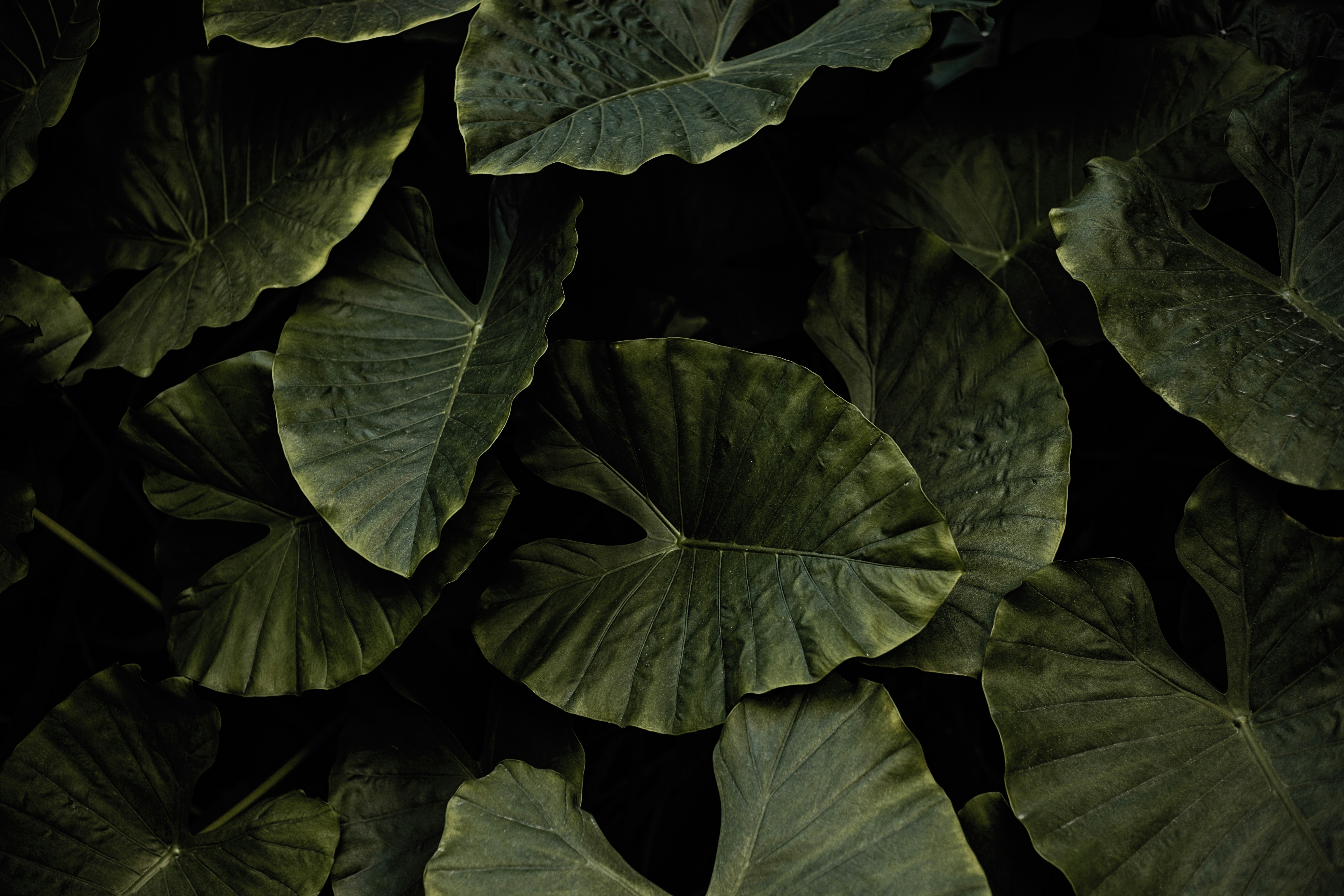 Photo by vinomamba24