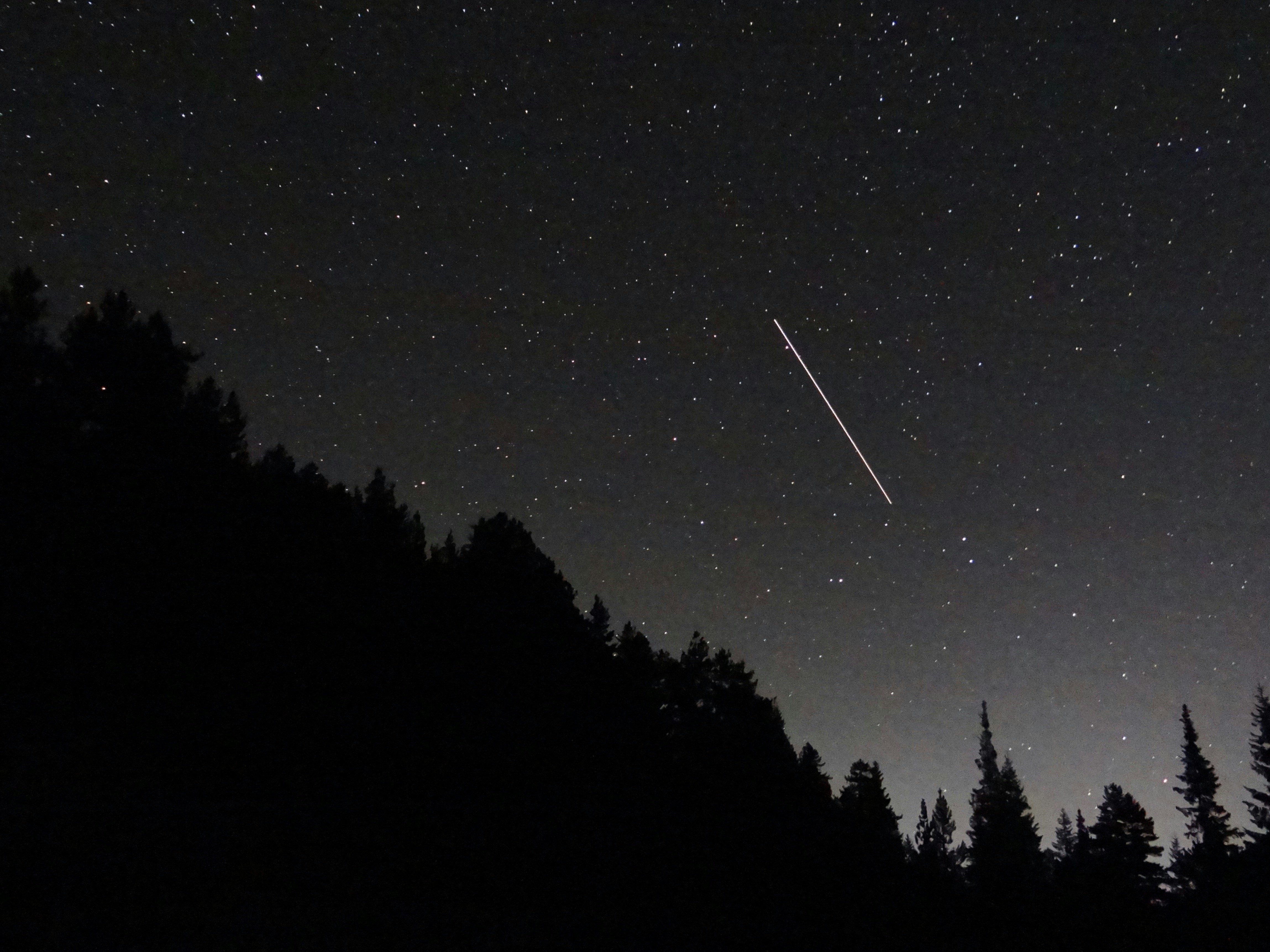 silhouette of trees during daytime, I wish this