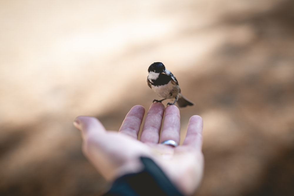 bird on human hand