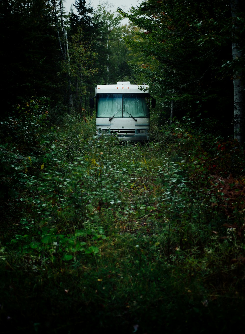 white bus surrounded by trees