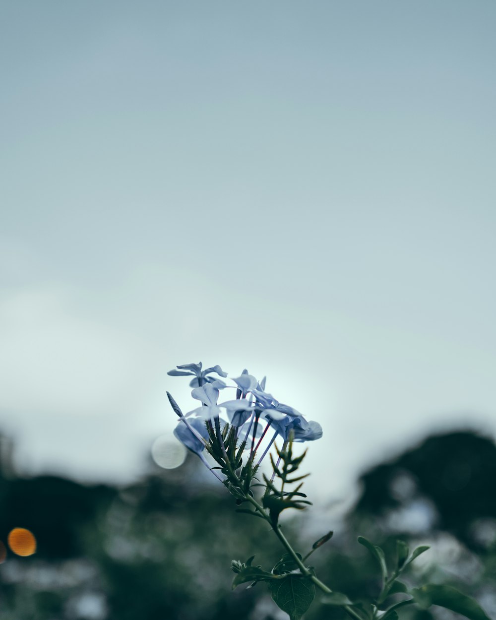 blue flower during daytime