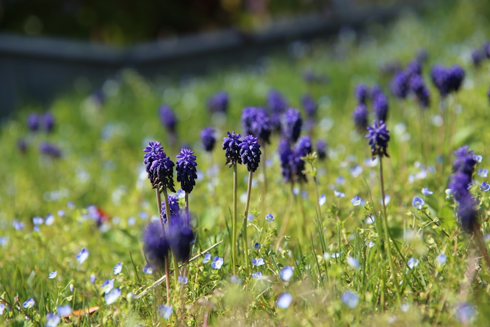 blue petaled flower