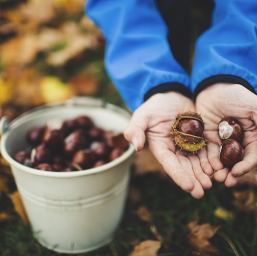 shallow focus photo of brown fuirst