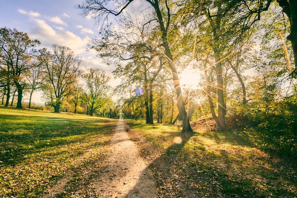 low angle photo of park