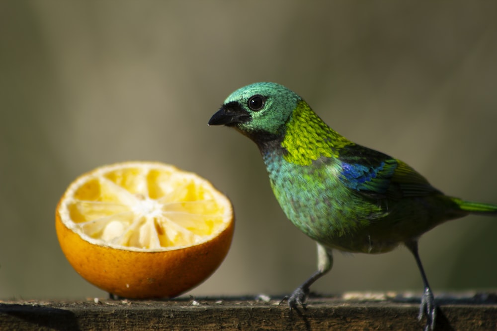 green and blue bird beside orange