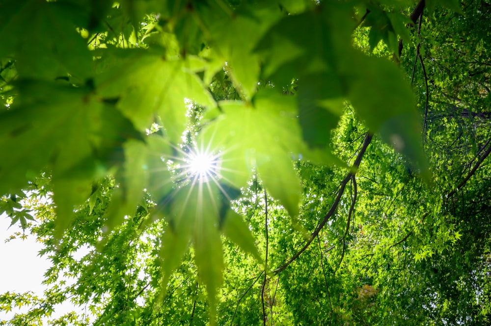 green leafed trees