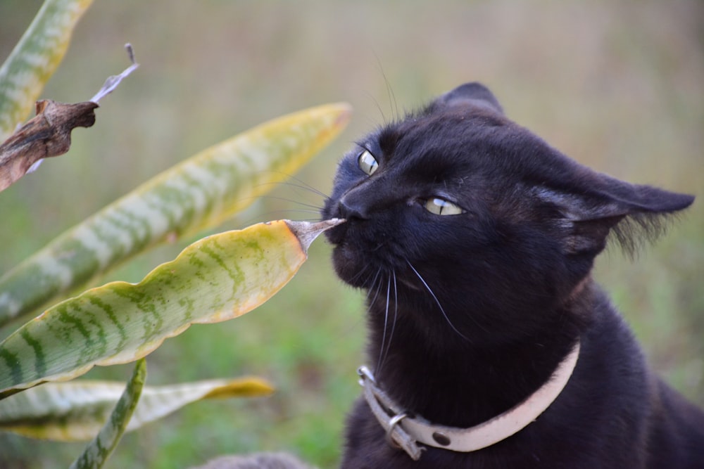 black short-hair cat