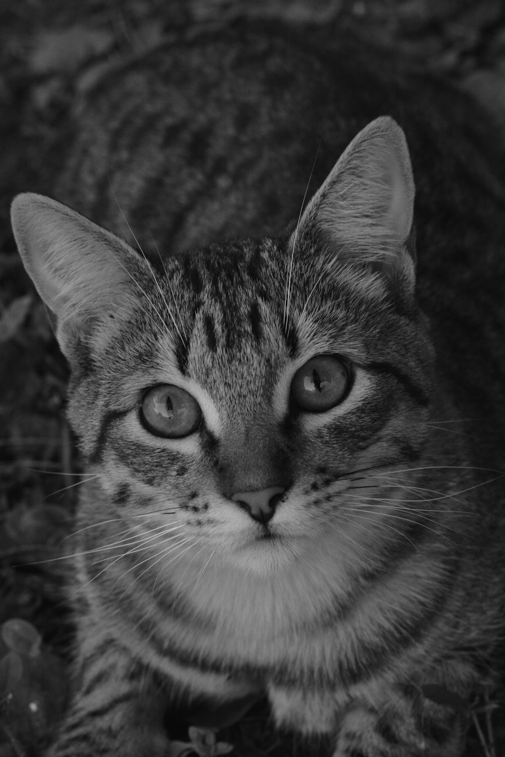 grayscale photography of tabby cat