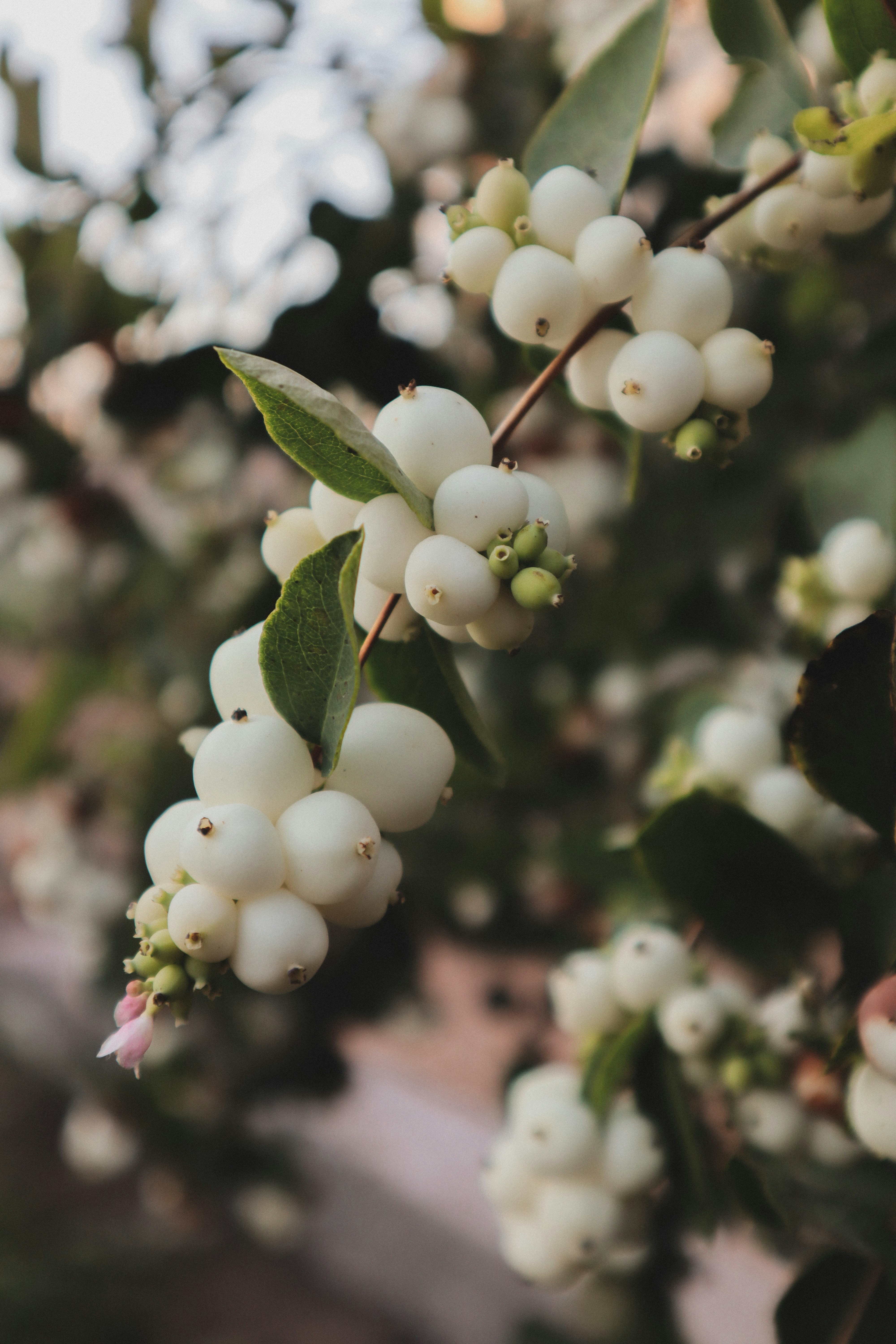 丸い白い実の写真 Unsplashで見つけるグレーの無料写真