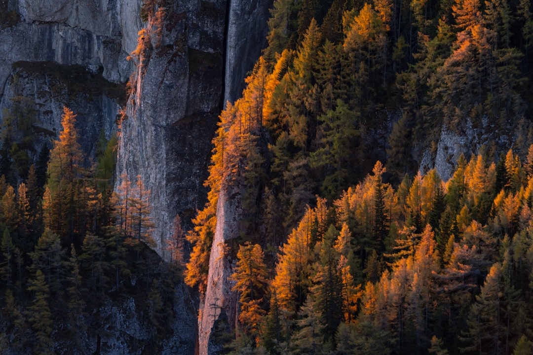 high angle photo of trees