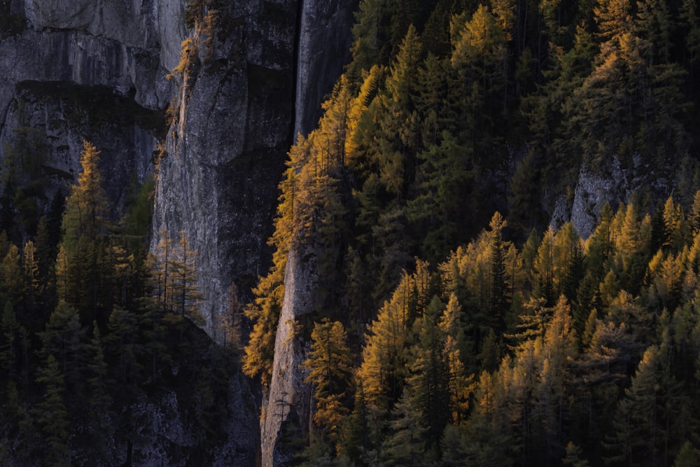 high angle photo of trees