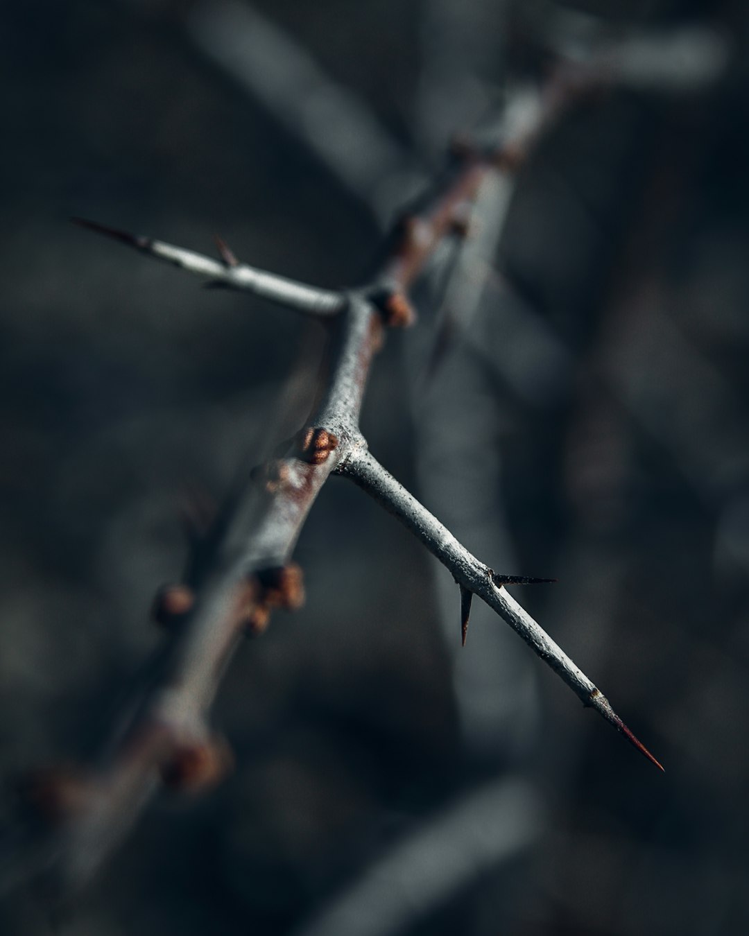 selective focus photography of a thorn