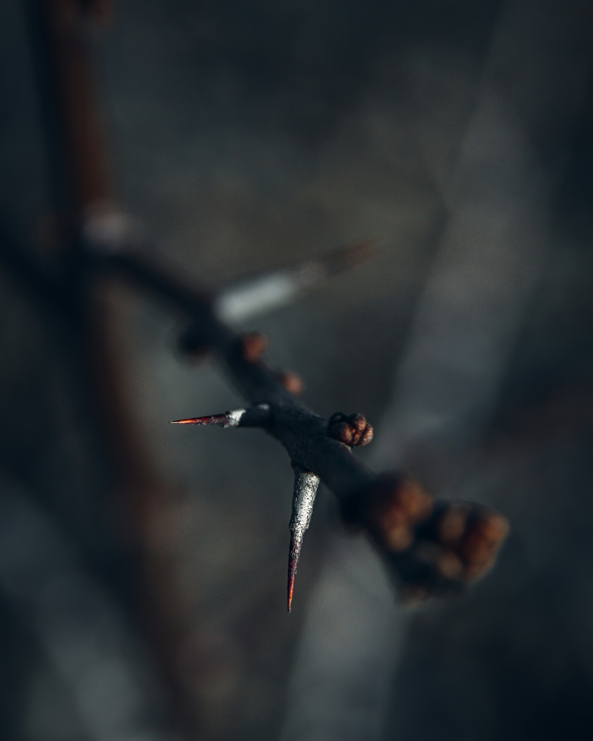 gray and brown branch