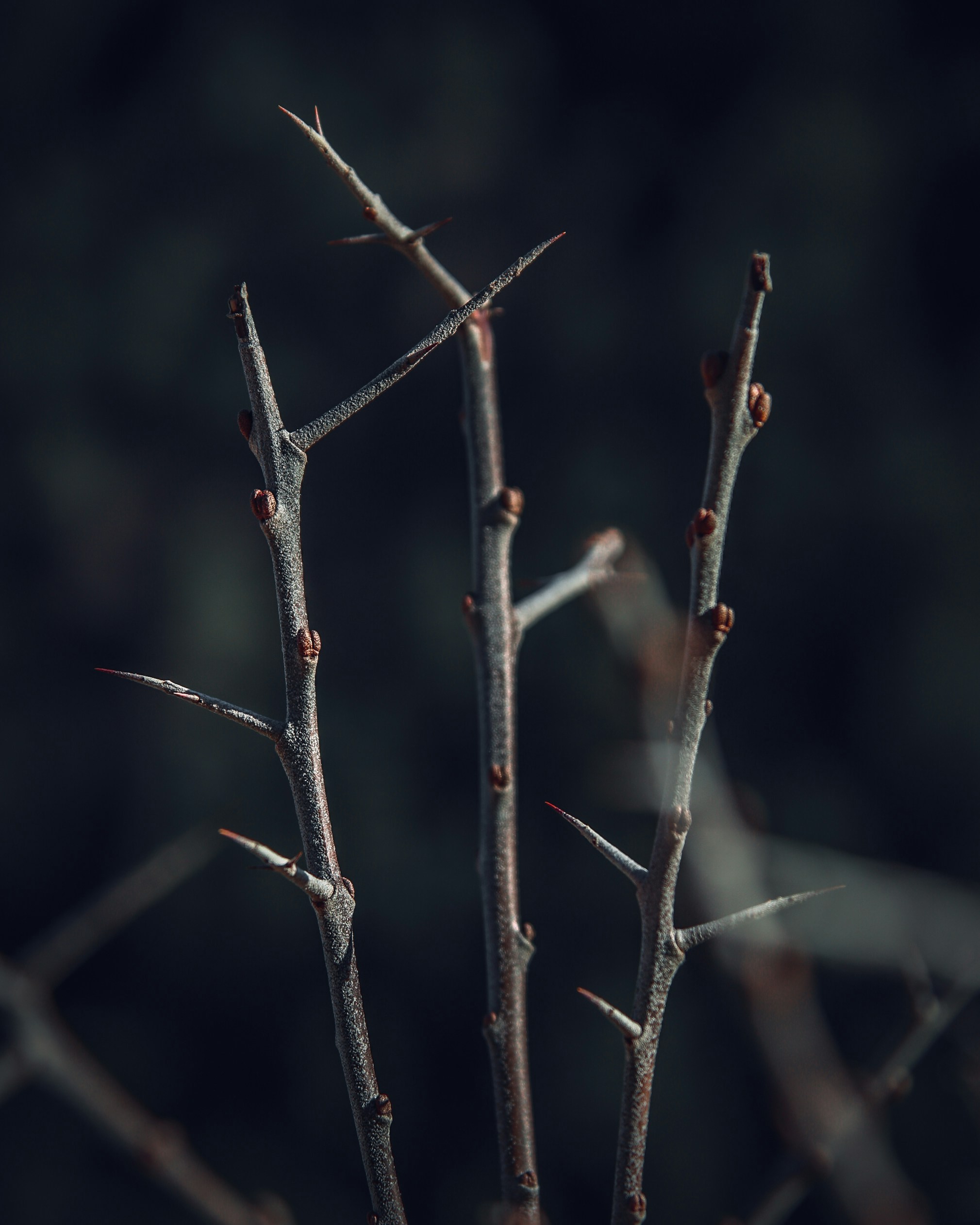 Photo by kirillpershin