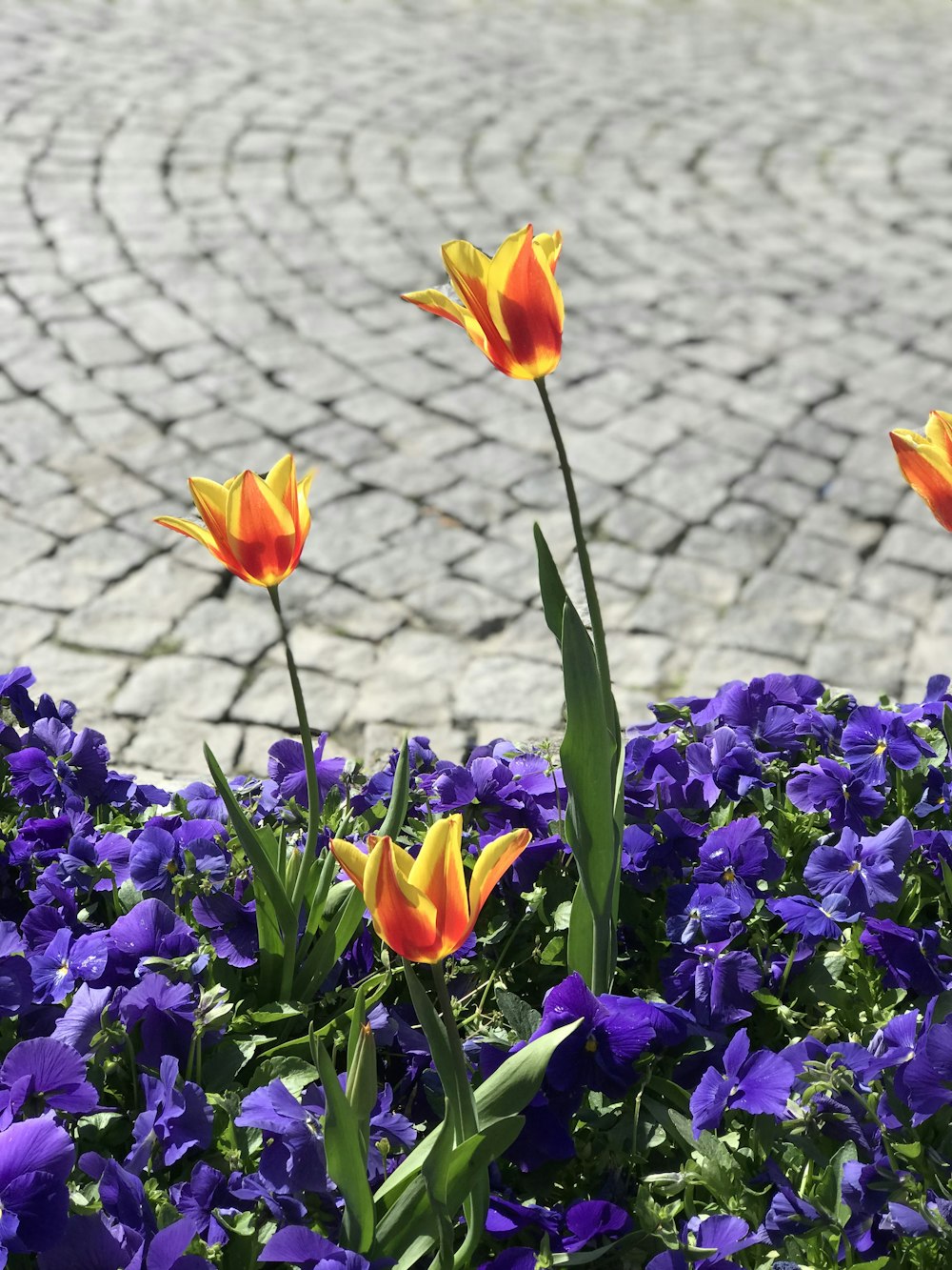 Foto flores rojas y amarillas y moradas – Imagen Planta gratis en Unsplash