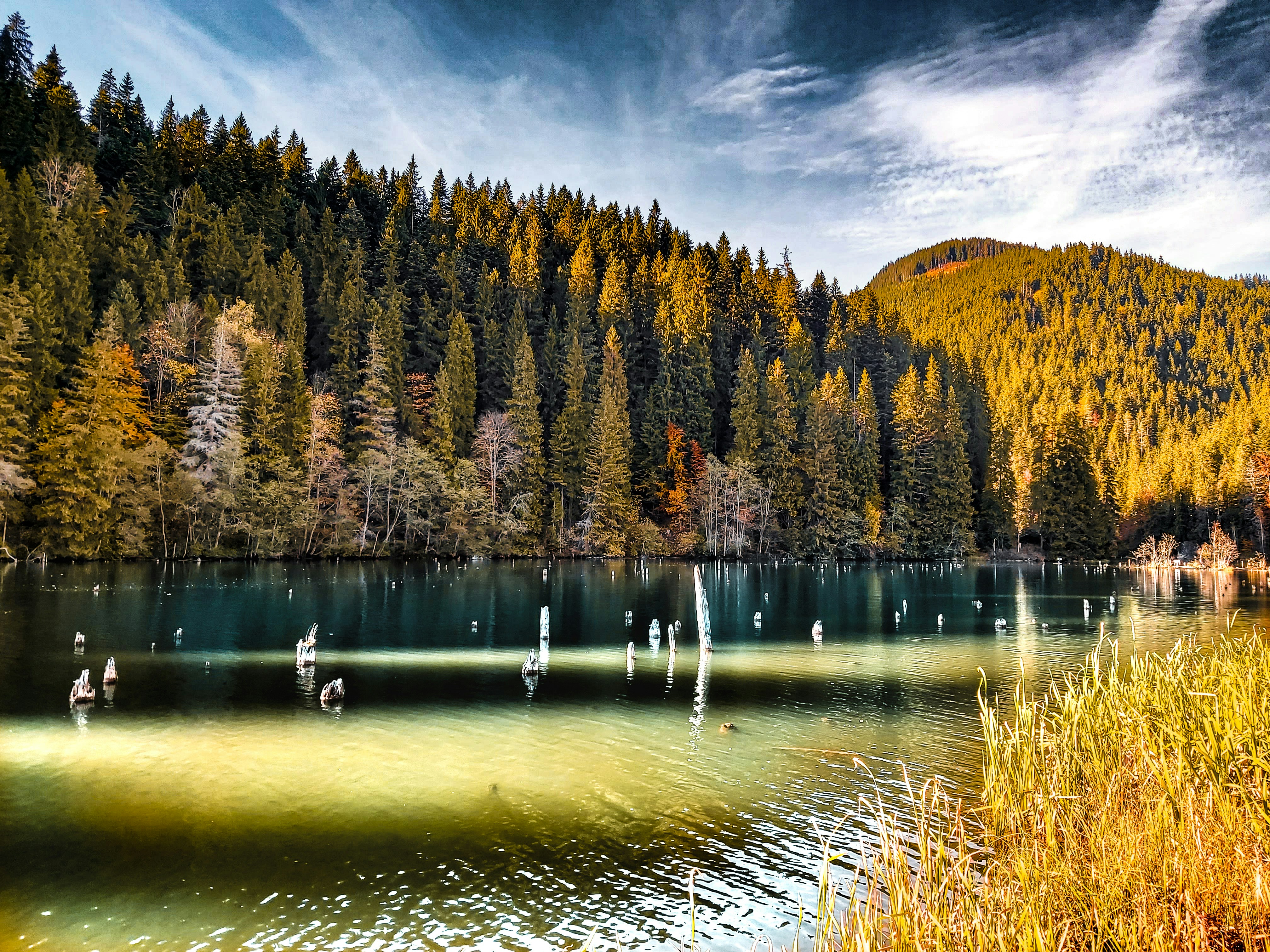 Flooded forest lake during wet season, submerged trees in calm water, dramatic cloudy sky, lush green seasonal landscape