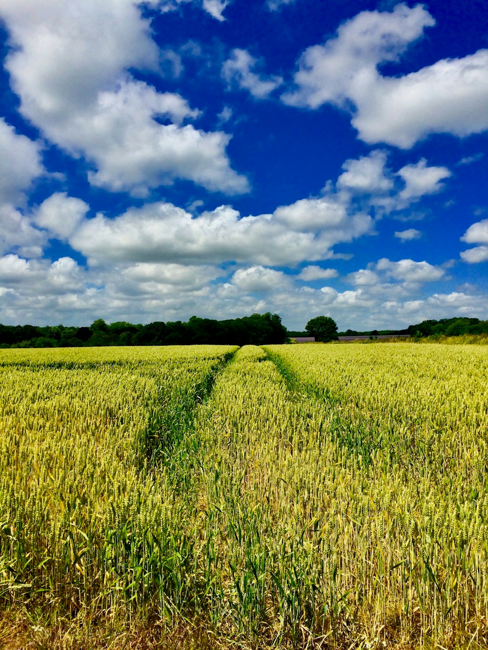 corn field