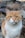 shallow focus photo of white and orange cat