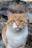 shallow focus photo of white and orange cat