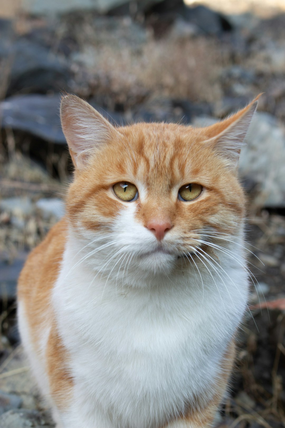 shallow focus photo of white and orange cat