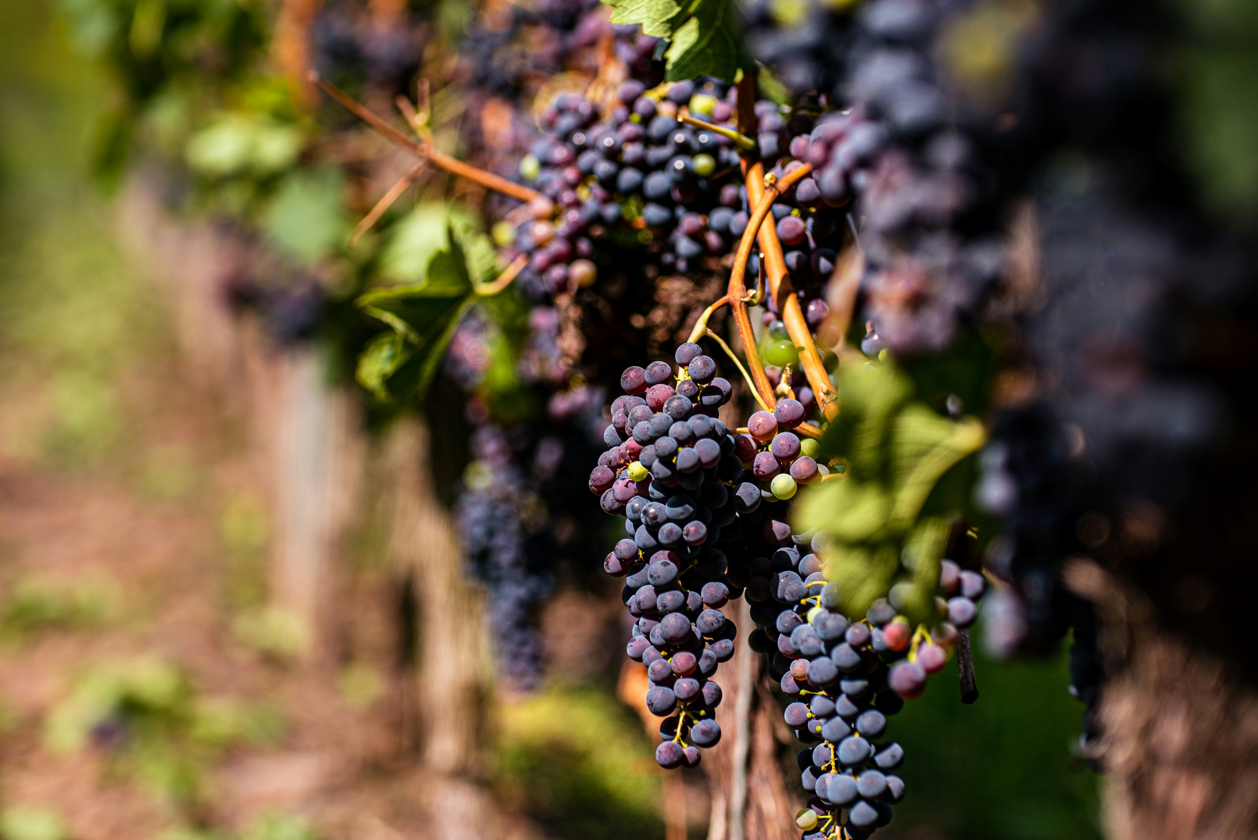 California Is Growing Too Many Grapes, Causing Prices to Fall Two Years
