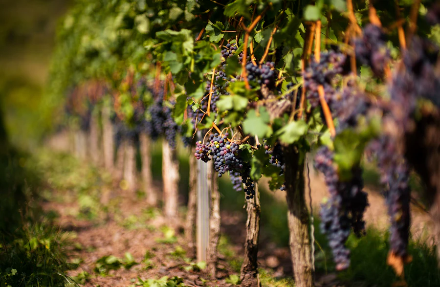 A row of vines adopted for a year in a named vineyard