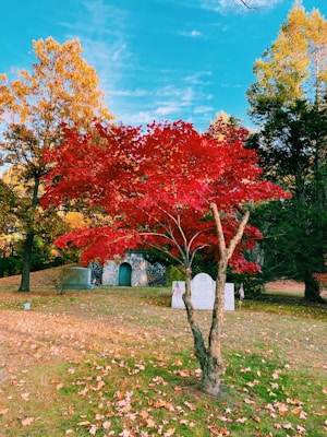 A vibrant red tree stands prominently in the foreground, surrounded by autumn foliage with leaves scattered on the ground. In the background, there is a stone structure with an arched entrance, accompanied by a couple of tombstones adorned with small American flags. The sky is clear and blue, complementing the autumn colors.