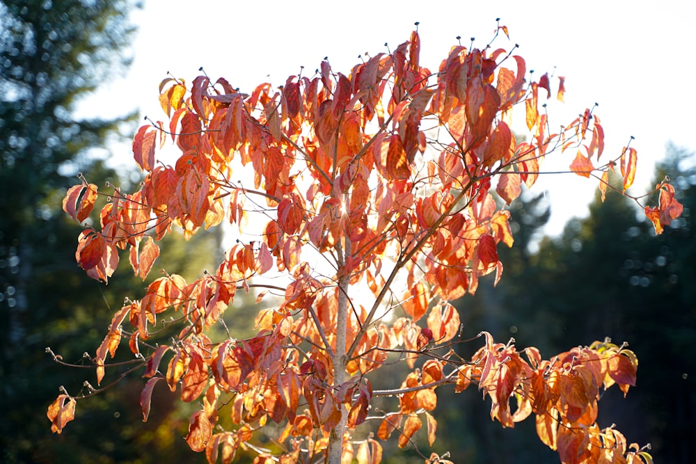 dried leaf plant