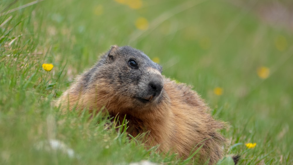 black and brown prairie dog in grass