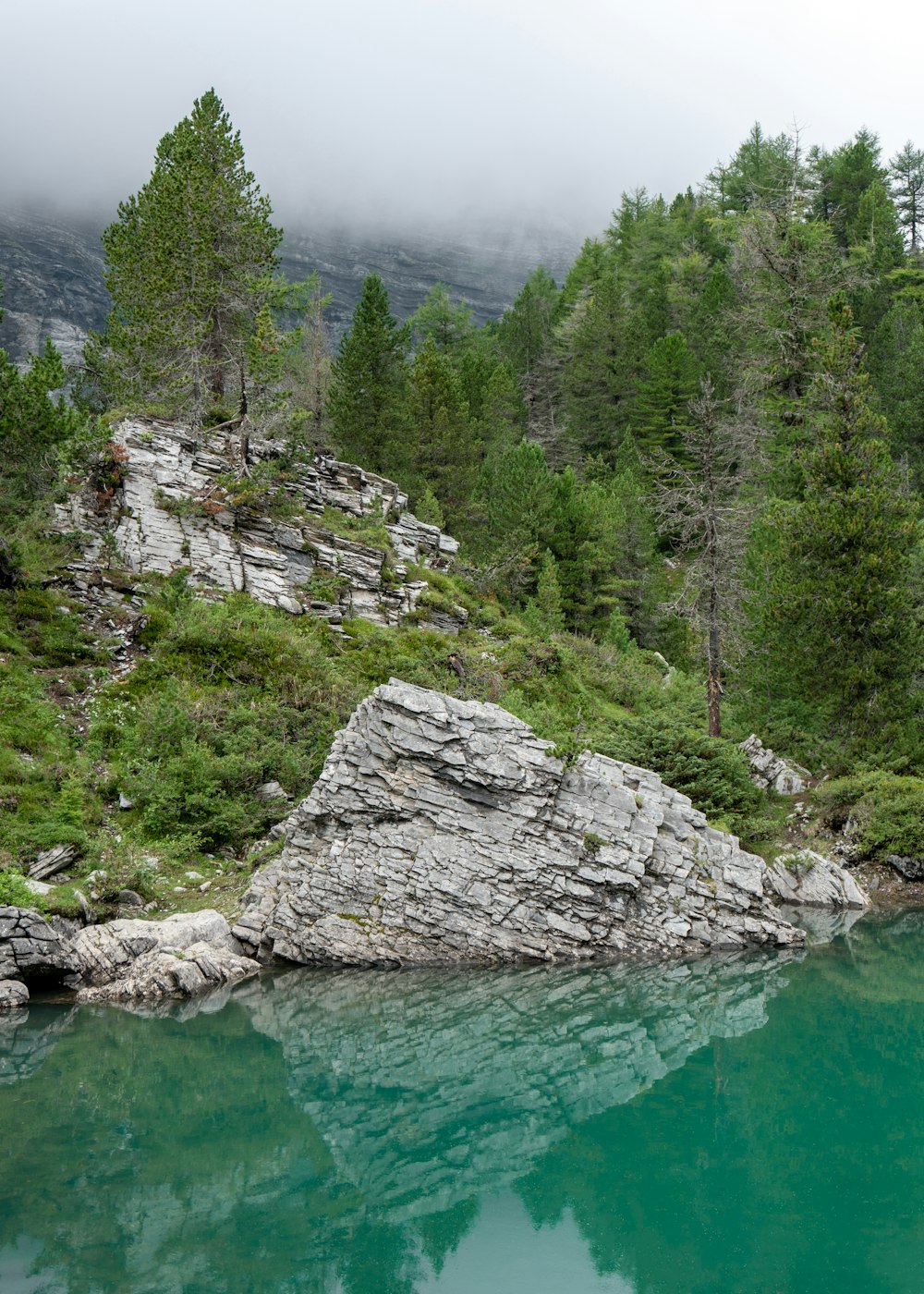 green-leafed trees beside water