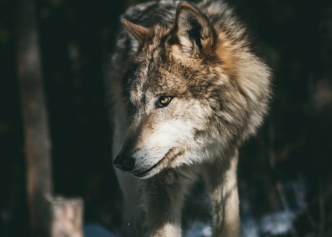 brown and white wolf