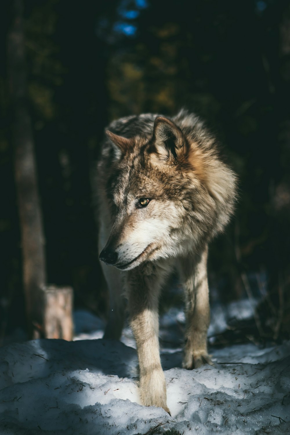 갈색과 흰색 늑대