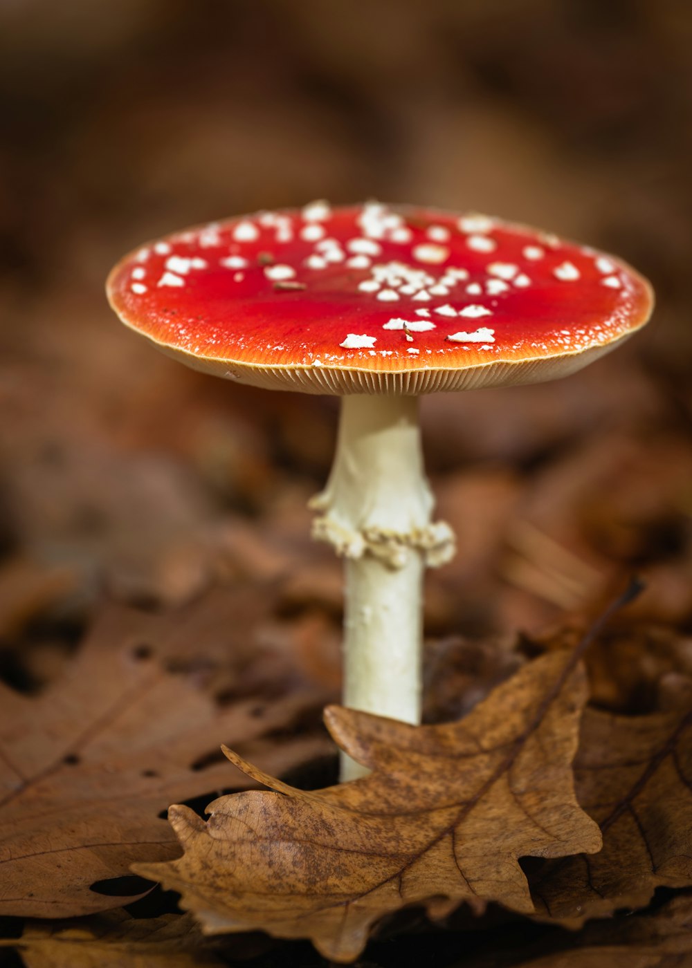 red and white mushroom