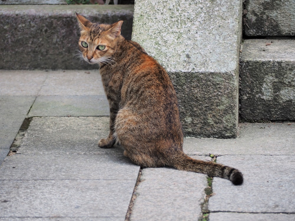 brown tabby cat sitting on concrete pavement
