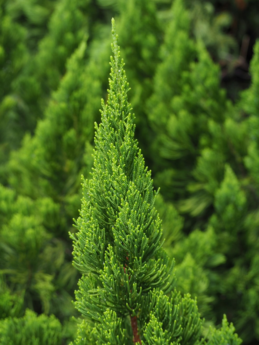 green-leafed plant