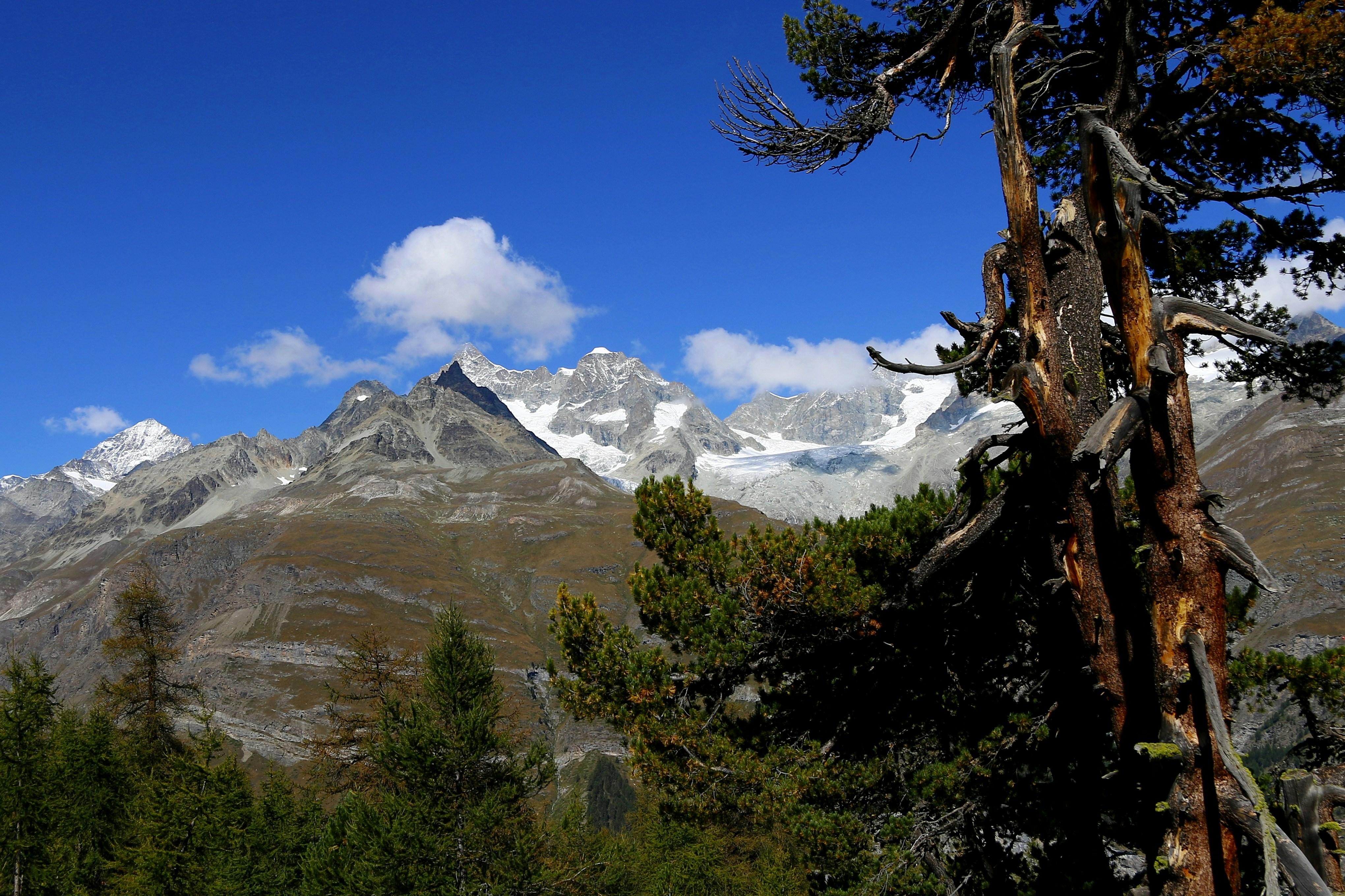 Bäume in der Nähe des Berges